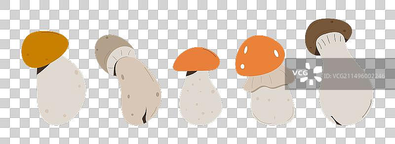 森林蘑菇，鸡油菌和毒菌图片素材