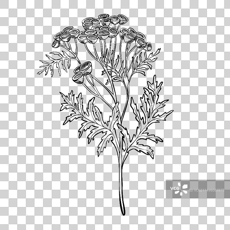 艾菊植物花卉图片素材