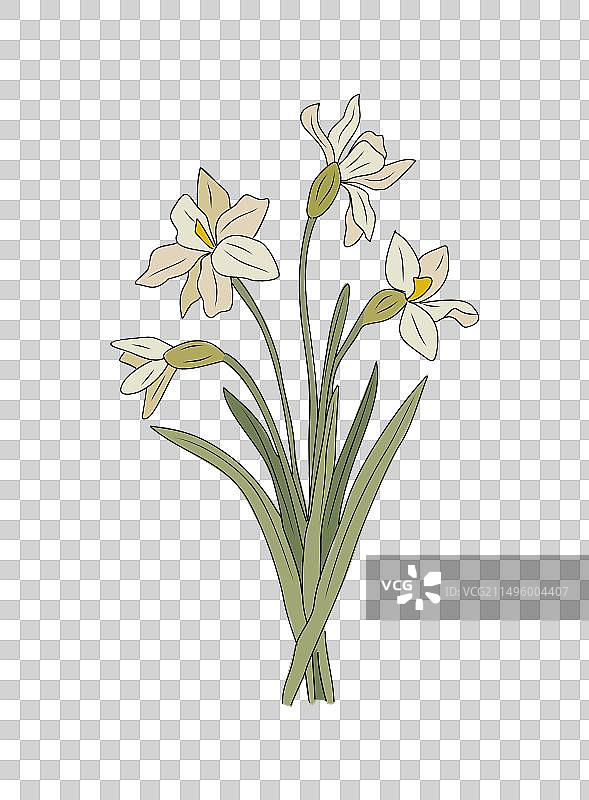 十二月水仙花艺术图片素材