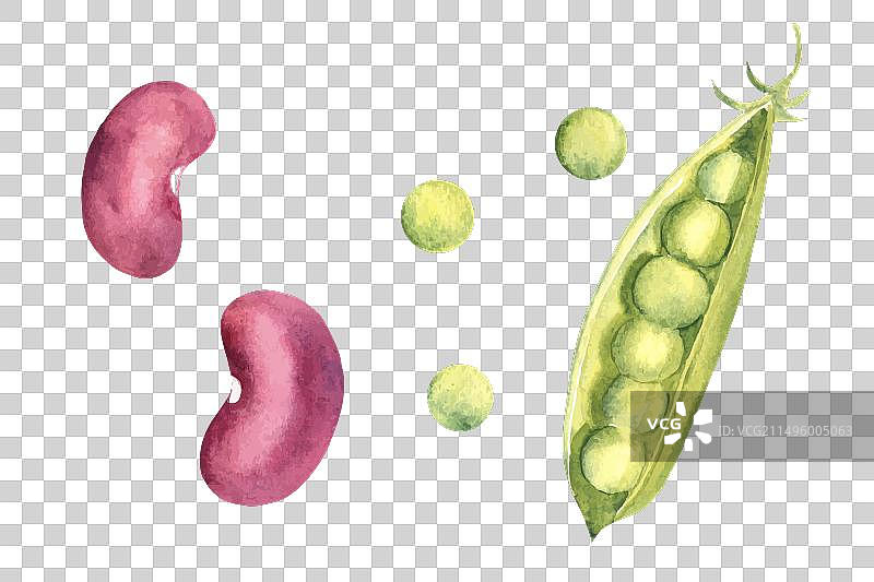 水彩豆类红腰豆套装图片素材