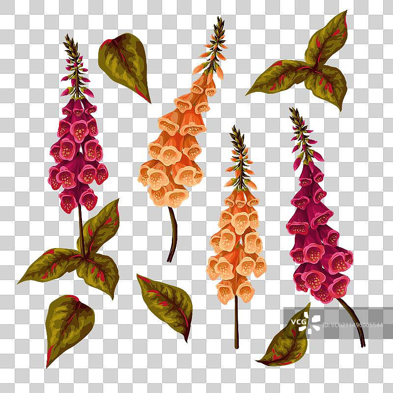 孤挺花，白色背景上图片素材