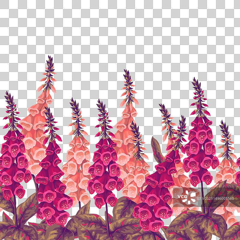 毛地黄花边框图片素材