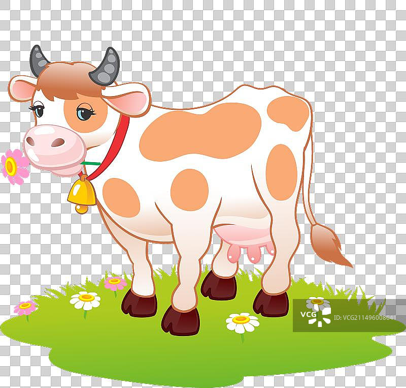 在绿色草地上吃草的奶牛图片素材