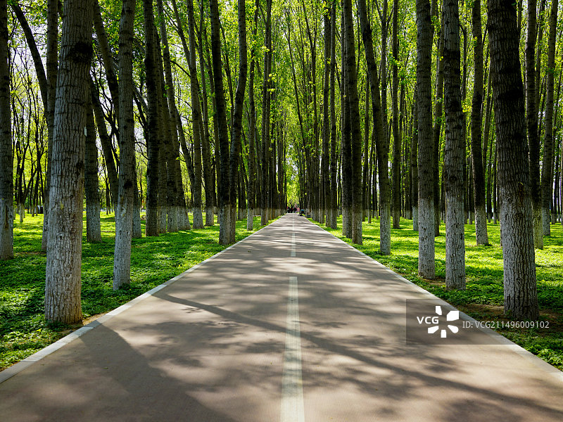 _DSC2853林间路图片素材