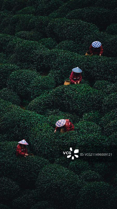 杭州龙井山园茶文化村图片素材