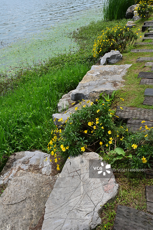 武汉东湖边的植物图片素材