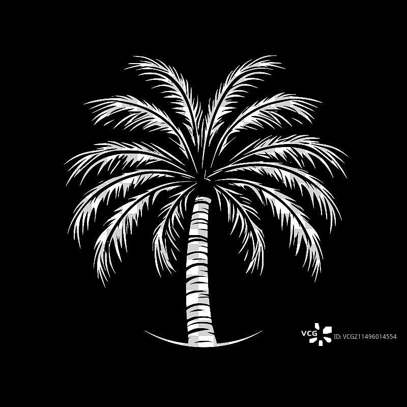 棕榈树-黑白图片素材