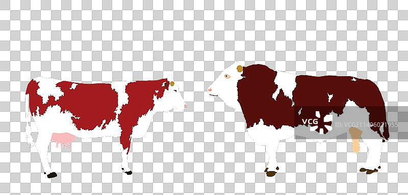 西门塔尔牛夫妇图片素材