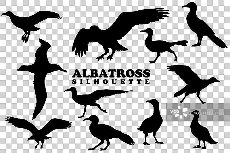 信天翁轮廓剪影合集图片素材