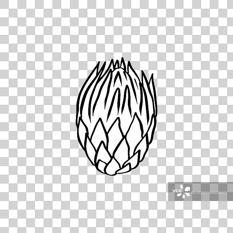 帝王花黑色线条艺术（白色背景）图片素材