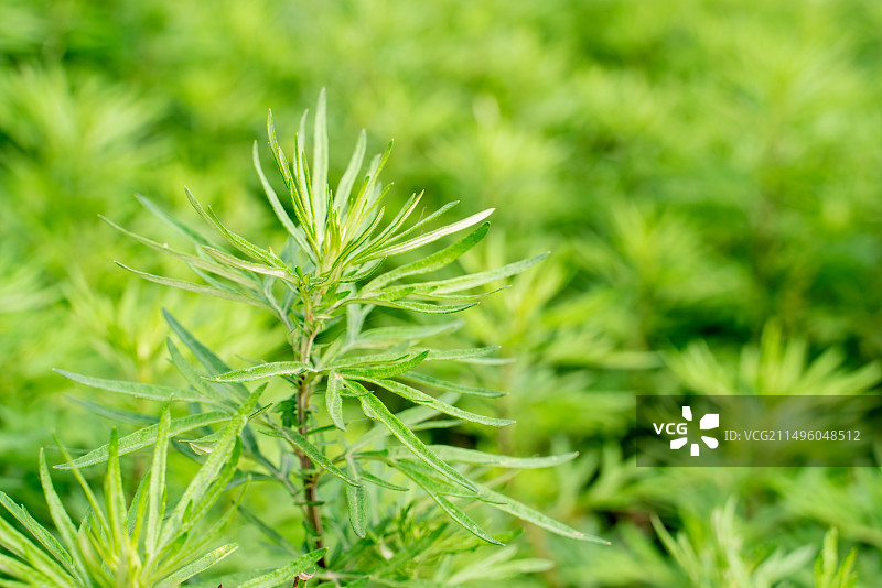 生长中的五月艾图片素材