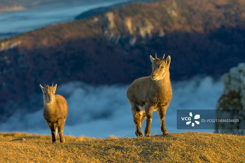瑞士纳沙泰尔州Creux du Van山地高山野山羊图片素材
