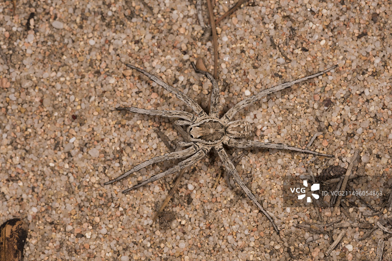在意大利撒丁岛的沙地上行走的成年狼蛛（Lycosa oculata）雄性俯视图图片素材