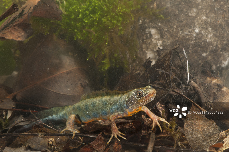 意大利冠蝾螈图片素材