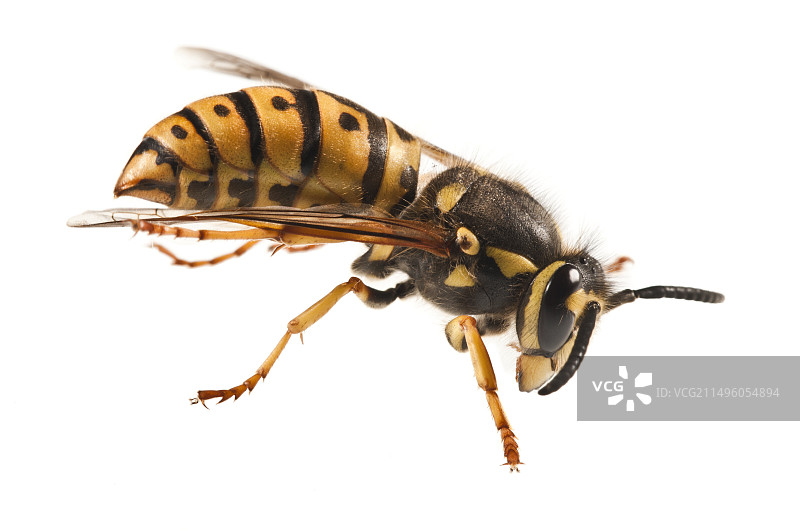 白色背景上的德国黄蜂图片素材
