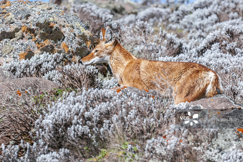 埃塞俄比亚狼（学名：Canis simensis），摄于埃塞俄比亚巴莱高原图片素材