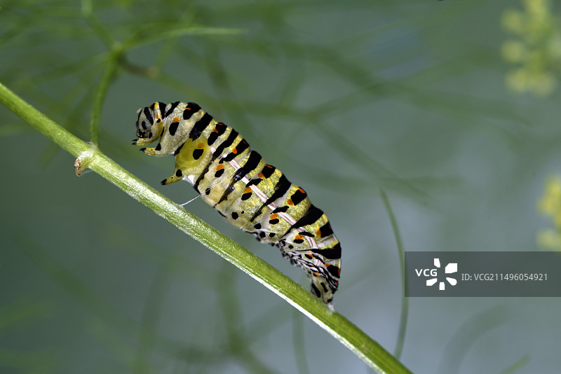 燕尾蝶幼虫在茴香上的蛹化过程图片素材