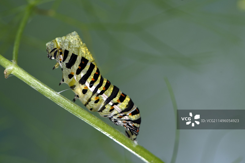 燕尾蝶幼虫在茴香上的蛹化过程图片素材