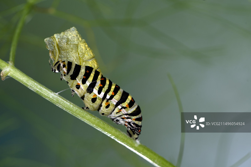 燕尾蝶（Papilio Machaon）幼虫在茴香上的蛹化和蜕变，法国贝尔福花园图片素材