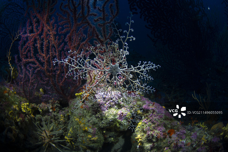 deployed的地中海海蛇尾，法国瓦尔省圣拉斐尔图片素材