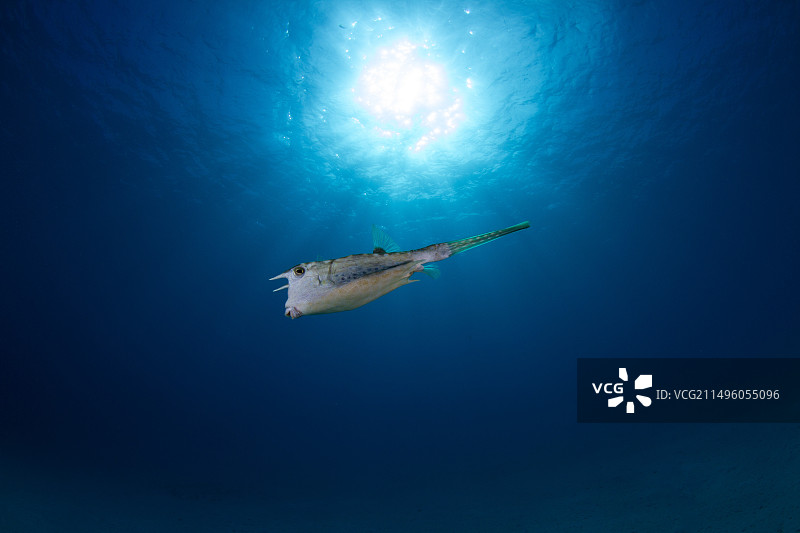 长角箱鲀，法属波利尼西亚塔希提岛图片素材