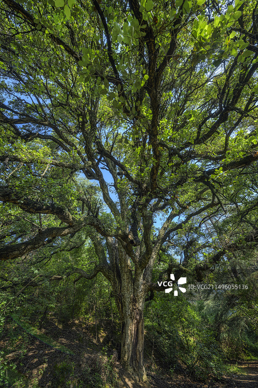 塞文山脉中百年树龄的栓皮栎，法国阿莱斯地区图片素材