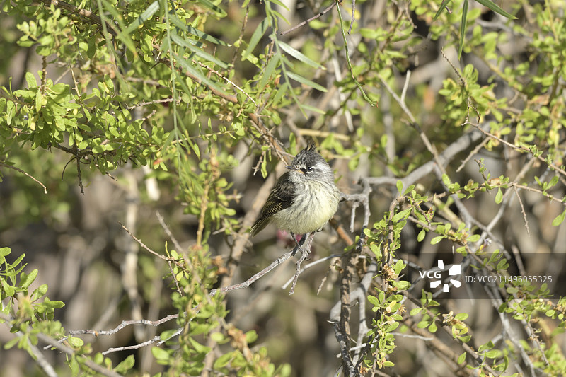 簇绒霸鹟幼鸟，智利科金博大区索科斯图片素材