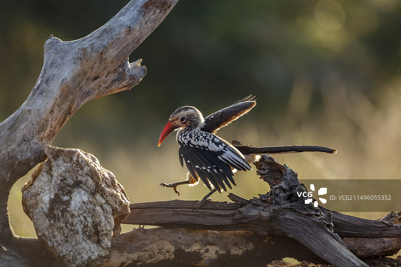 红嘴弯嘴犀鸟（克鲁格国家公园，南非）图片素材
