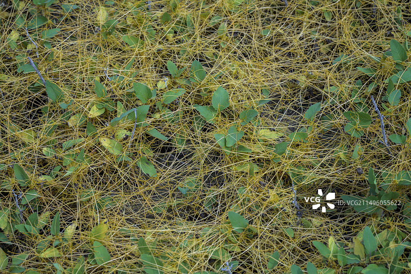 田野菟丝子图片素材