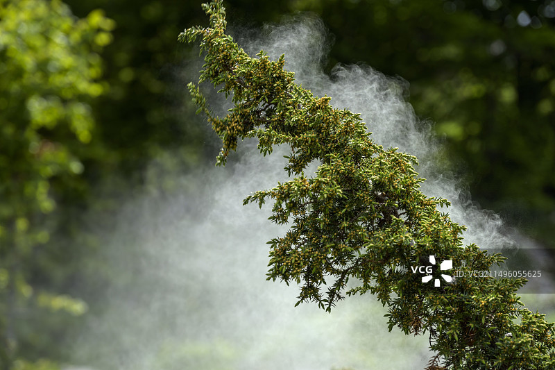 法国阿里埃日释放花粉的普通刺柏图片素材