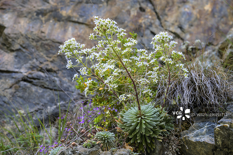 多年生虎耳草图片素材