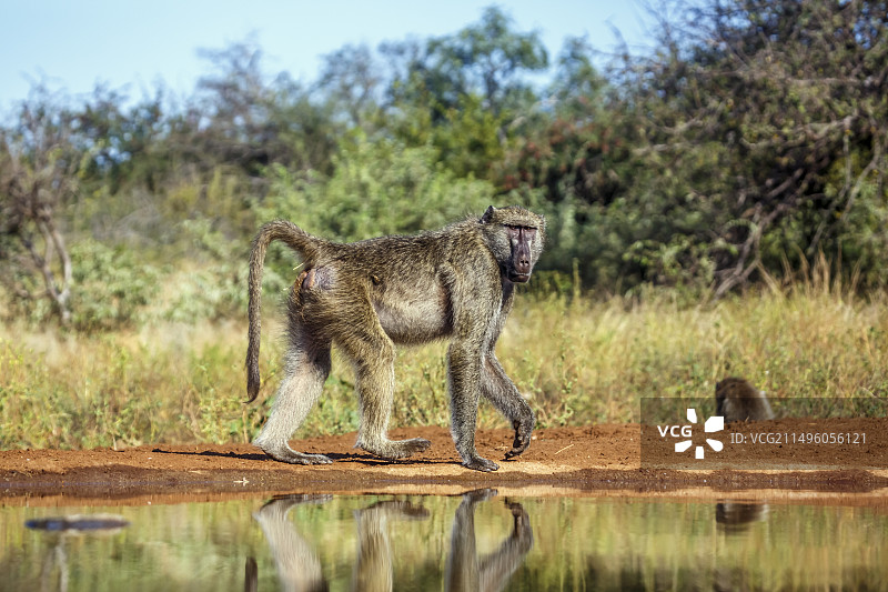 南非克鲁格国家公园水塘边的豚尾狒狒图片素材