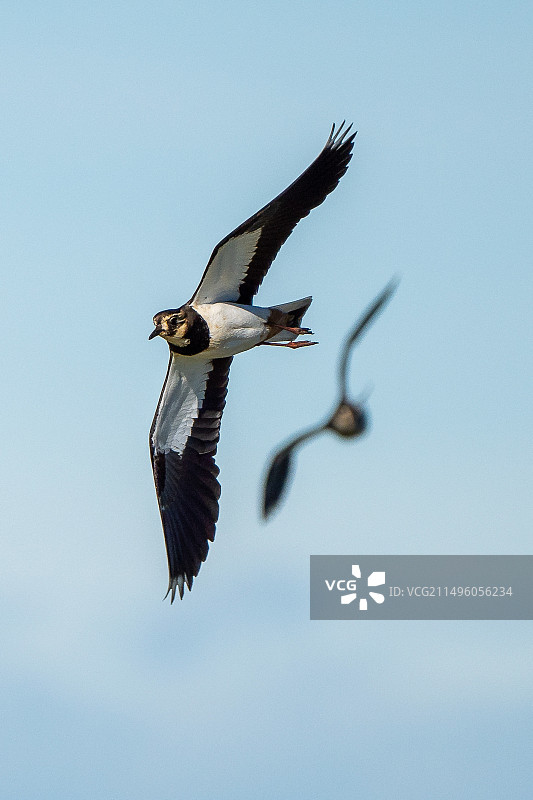 在飞行中的凤头麦鸡，法国卡马格图片素材