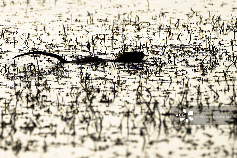 法国卡马格水中的海狸鼠图片素材