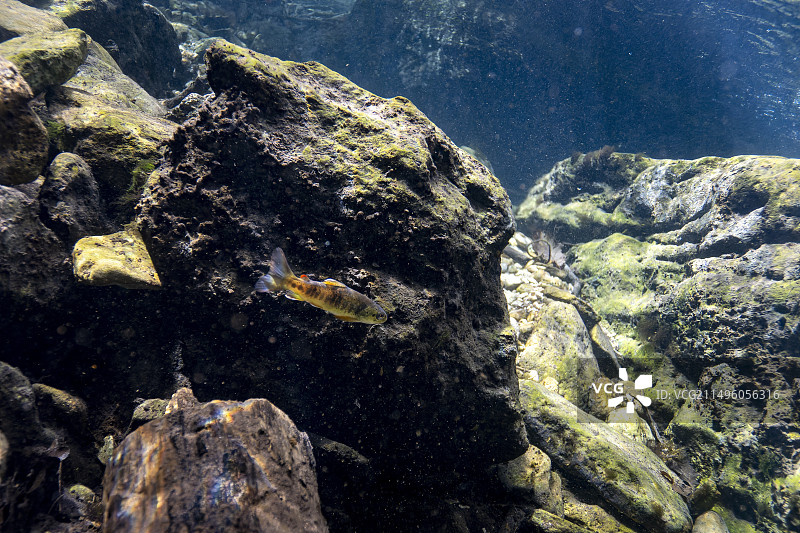 法国沃克吕兹吕贝龙山区艾格布伦河中的鳟鱼图片素材