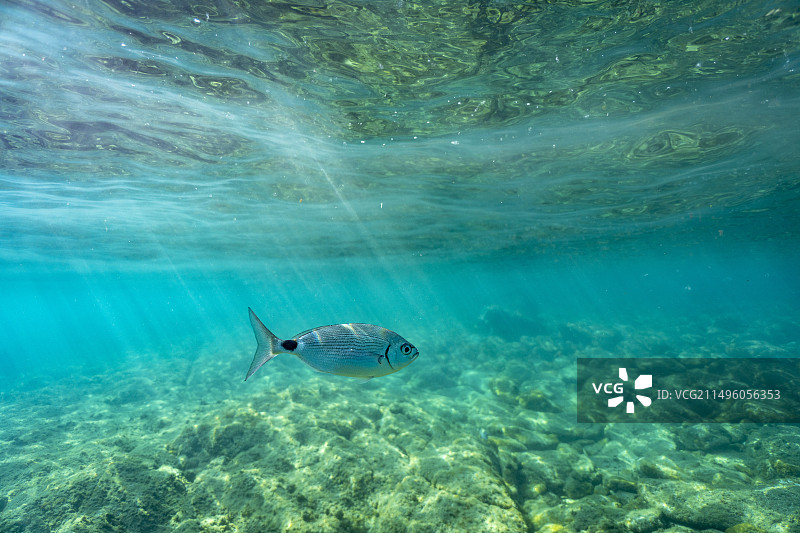 地中海鞍状鲷鱼图片素材