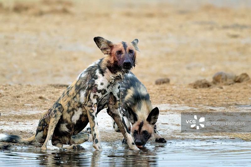 博茨瓦纳萨武蒂禁猎区狩猎后的非洲野犬图片素材