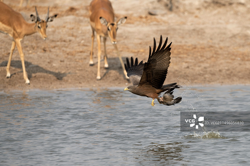 黄嘴鸢捕食鸽子图片素材