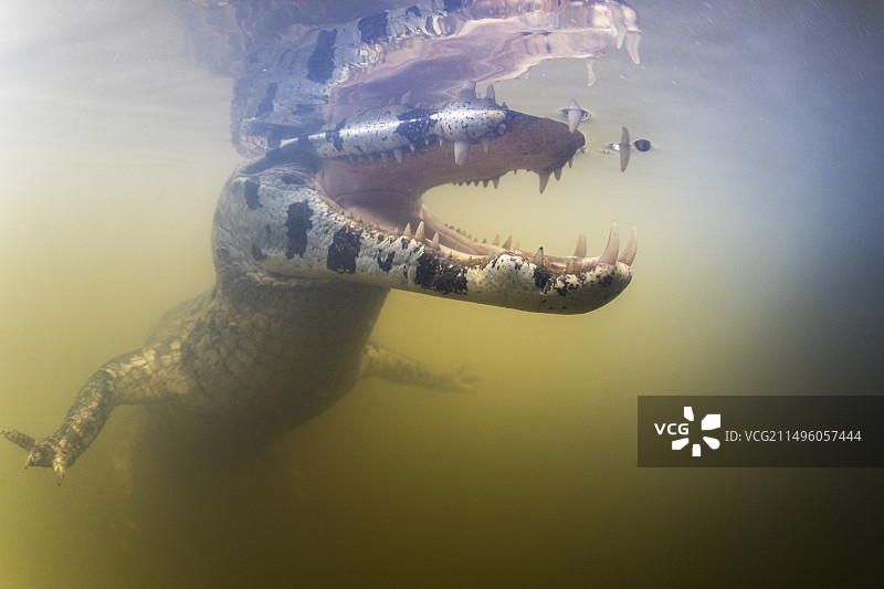 眼镜凯门鳄，白色或普通凯门鳄，在巴西马托格罗索州潘塔纳尔湿地水下图片素材