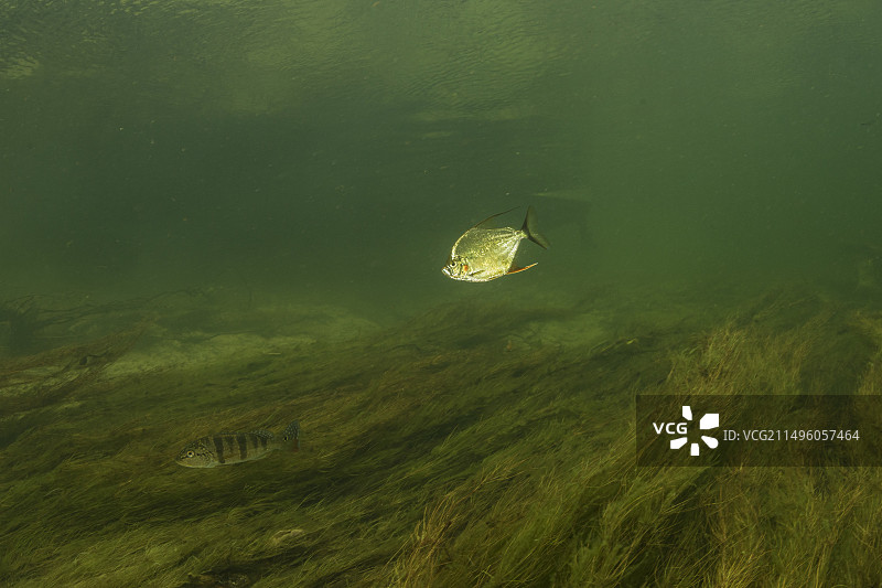 颏piranha（Wimple食人鱼）巴拉圭河，潘塔纳尔，巴西图片素材