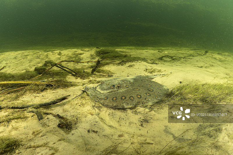 巴拉圭河的淡水魟鱼图片素材