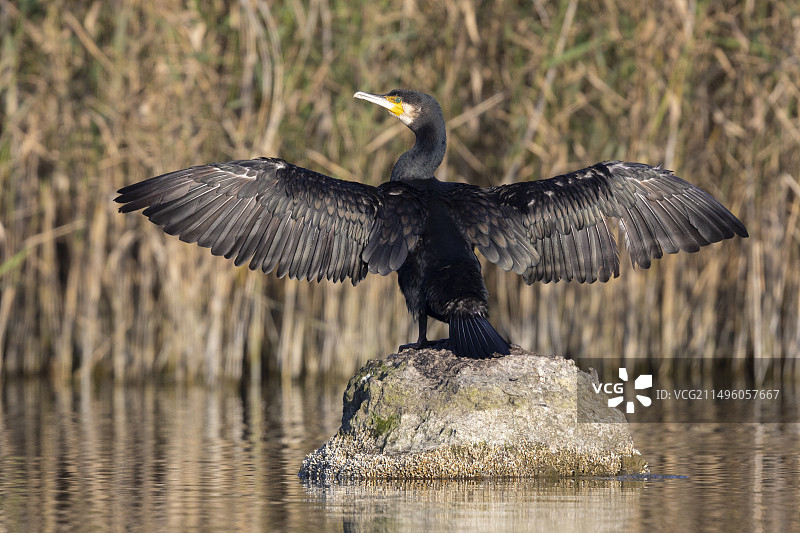 普通鸬鹚（学名：Phalacrocorax carbo sinensis），成年个体站立在岩石上，意大利坎帕尼亚图片素材