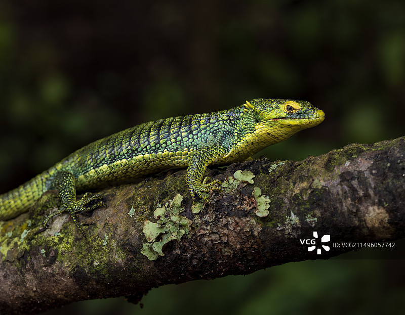 危地马拉的博库尔树鳄蜥图片素材