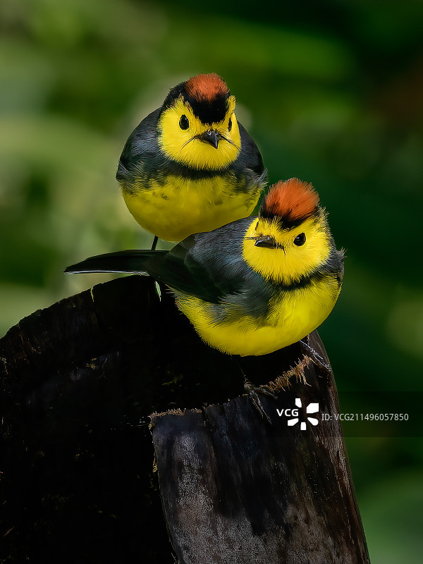 领丽唐纳雀，一对，奇里基高地，巴拿马图片素材