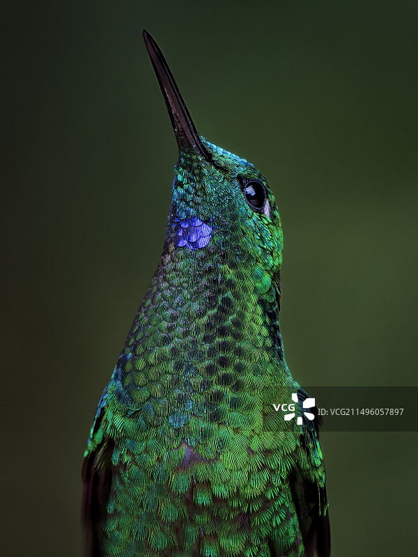 绿冠辉蜂鸟（雄性）特写，巴拿马图片素材