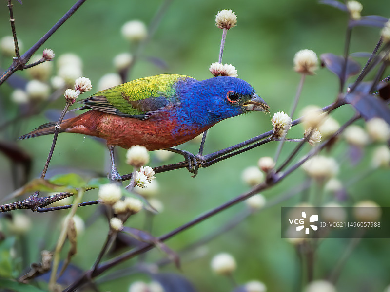 彩绘彩旗鸟图片素材