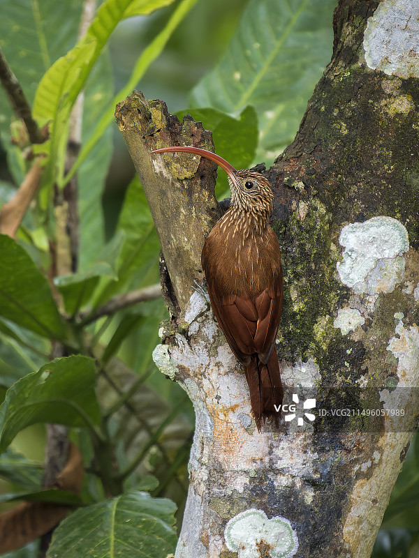 红嘴镰嘴鵎鵼，巴拿马达连图片素材