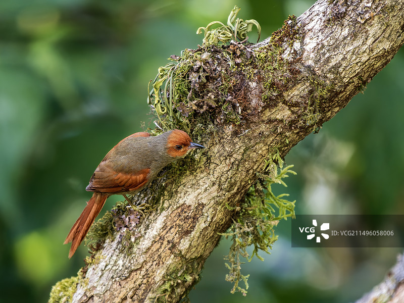 红面锥尾雀图片素材