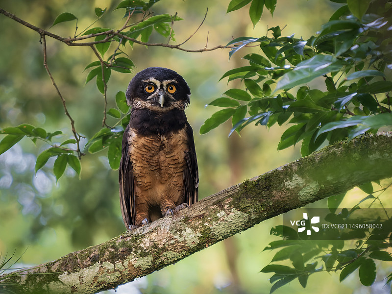 眼镜鸮，巴拿马博卡斯德尔托罗图片素材