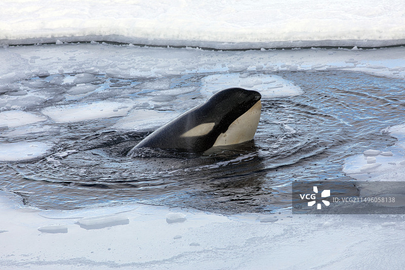 虎鲸（逆戟鲸）在南极洲麦克默多海峡罗斯海的浮冰上观望图片素材